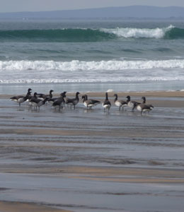 Fanore Beach Image