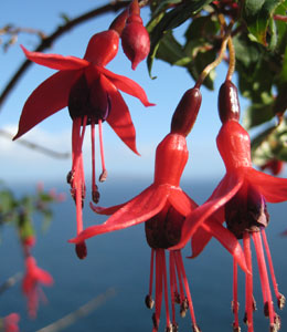 Fuschia Image